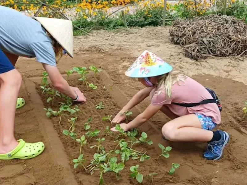 Explore Tra Que Vegetable Village in Hoi An: A Travel Guide to Vietnam’s Organic Farming Experience Tourist planting vegetables with local farmers in Tra Que Vegetable Village, Hoi An, Vietnam